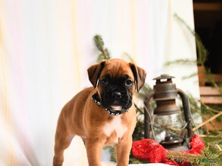 Boxer dogs Nutcracker - Ad 34