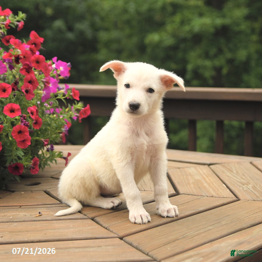 German Shepherd dogs for sale: Max - Ad 4
