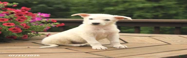 Max