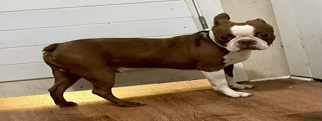 Banjo