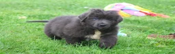 Newfoundland dogs for sale: Ulyssa - Ad 1