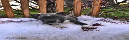 Boston Terrier dogs for sale: Beau - Ad 10