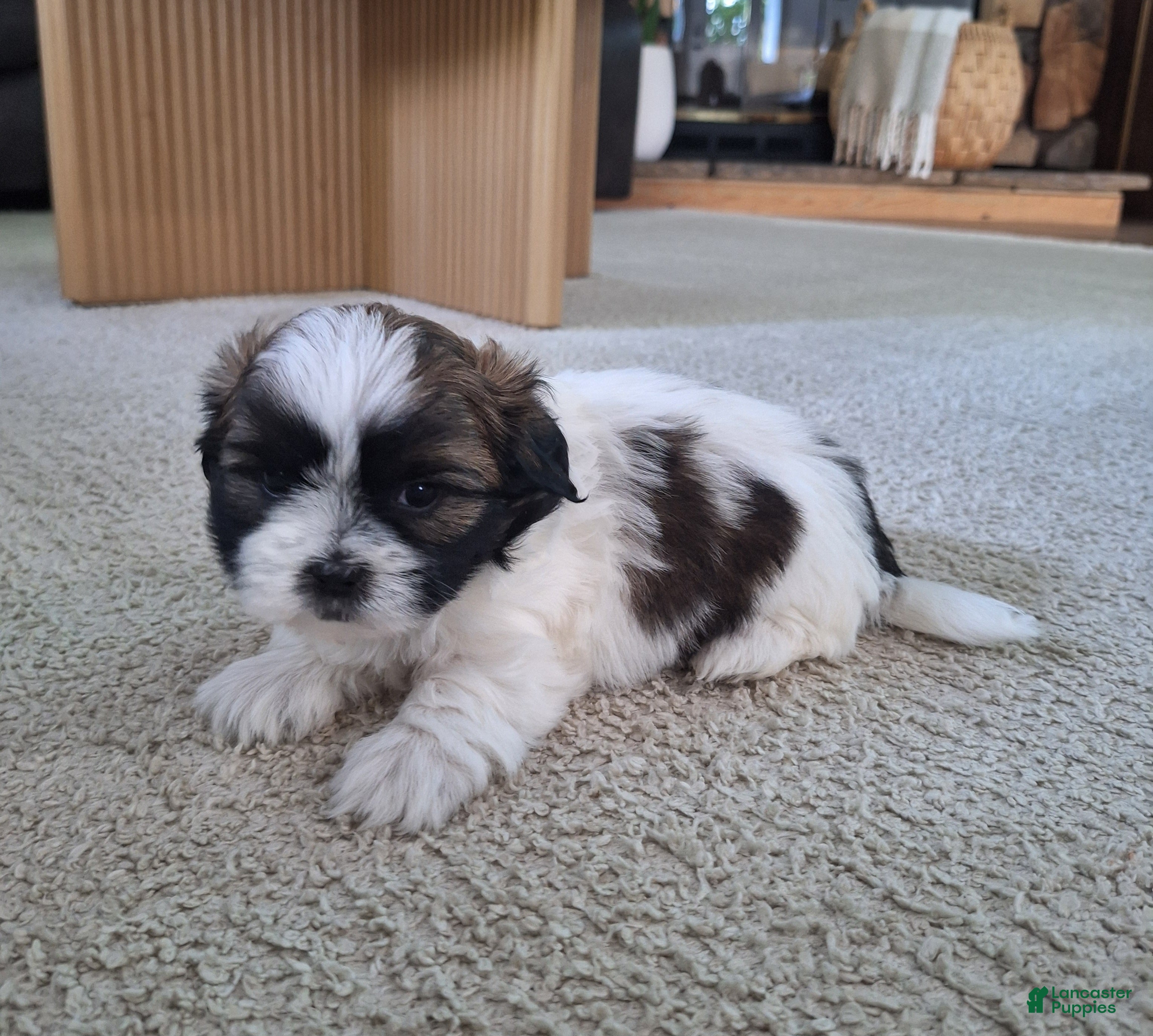 Shih Tzu dogs Bella - Ad 2