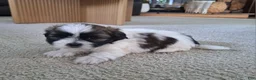 Shih Tzu dogs for sale: Bella - Ad 2