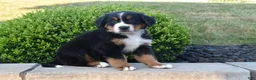 Bernese Mountain Dog dogs for sale: Toby - Ad 3