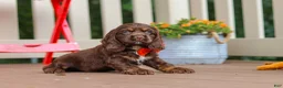 Cocker Spaniel dogs for sale: Asher - Ad 7