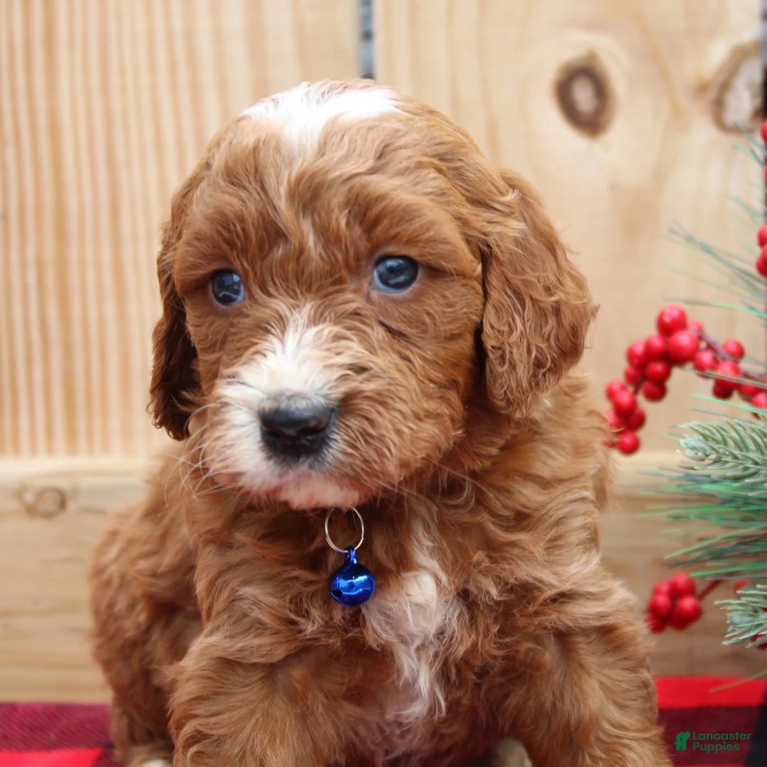 Irish Doodle dogs for sale: Galway - Mini - Ad 4