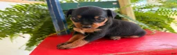 Miniature Pinscher dogs for sale: Mischief  - Ad 3