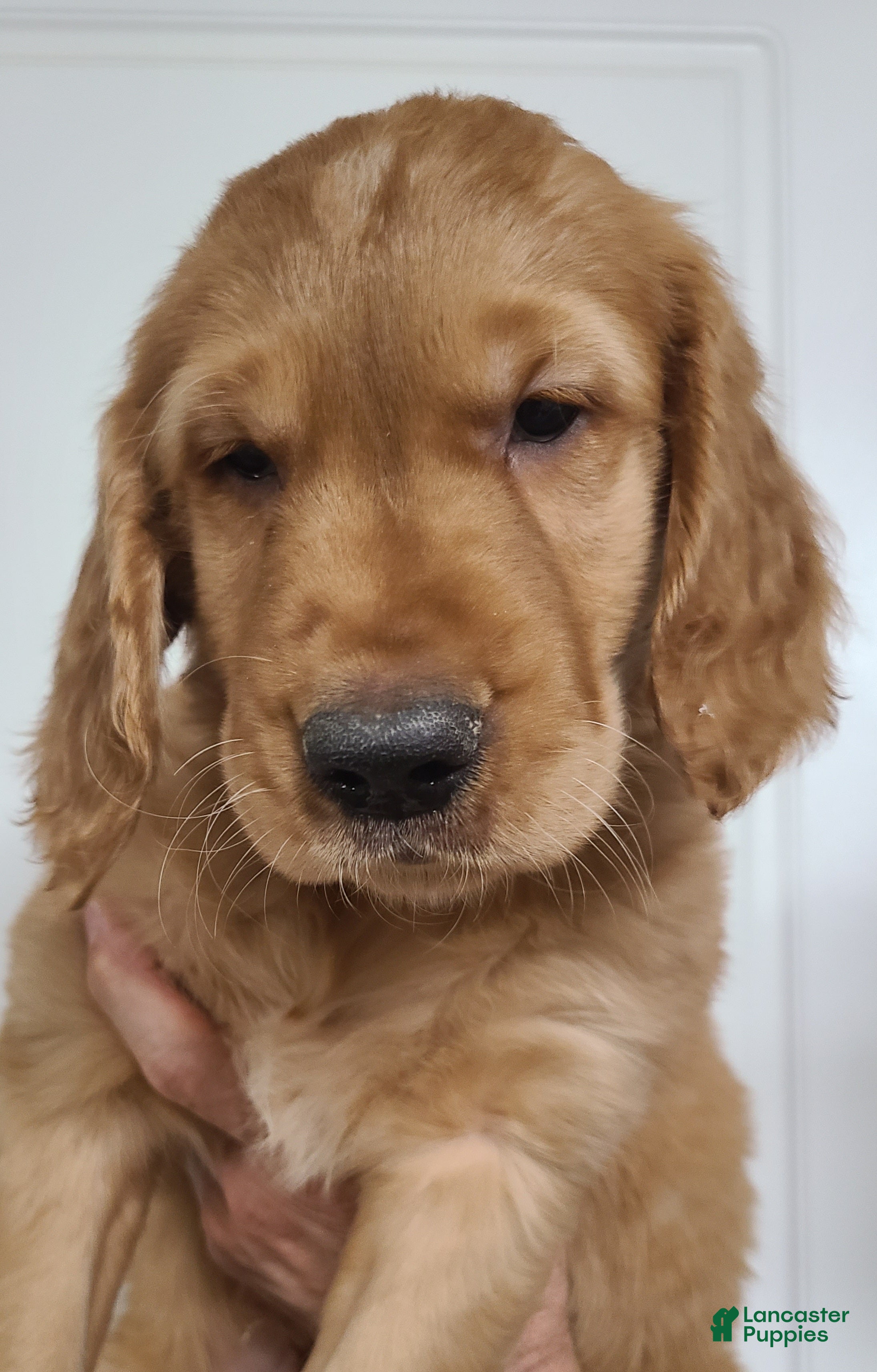 Golden Retriever dogs Grant - Ad 1