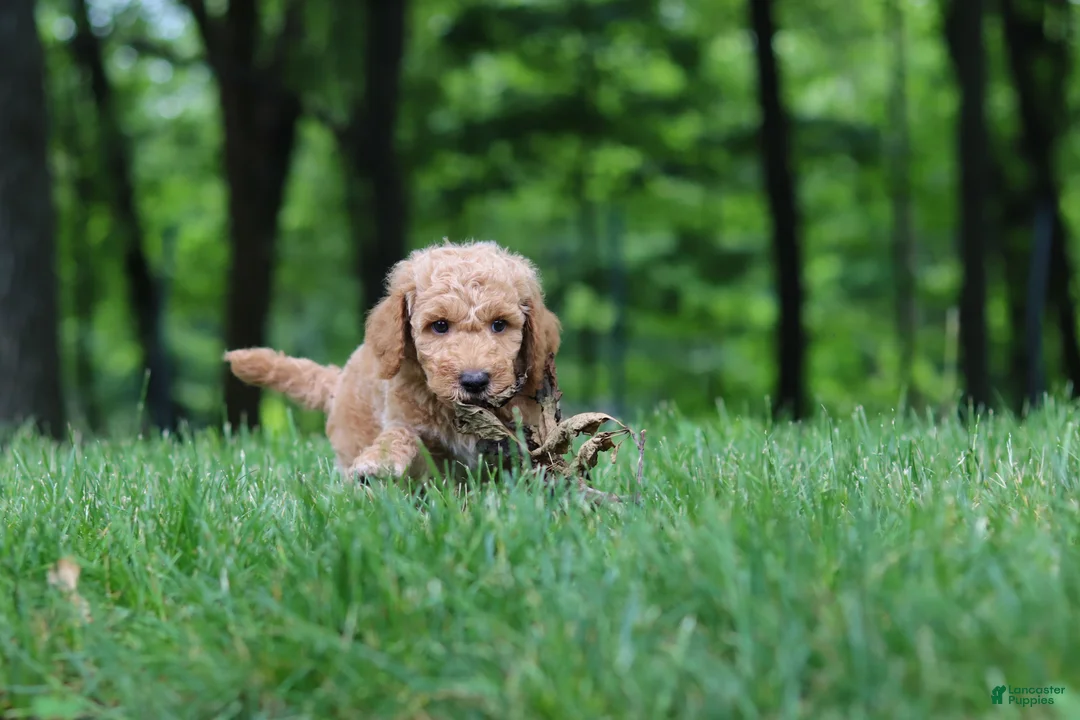 Standard Poodle dogs for sale: Leo - Ad 21