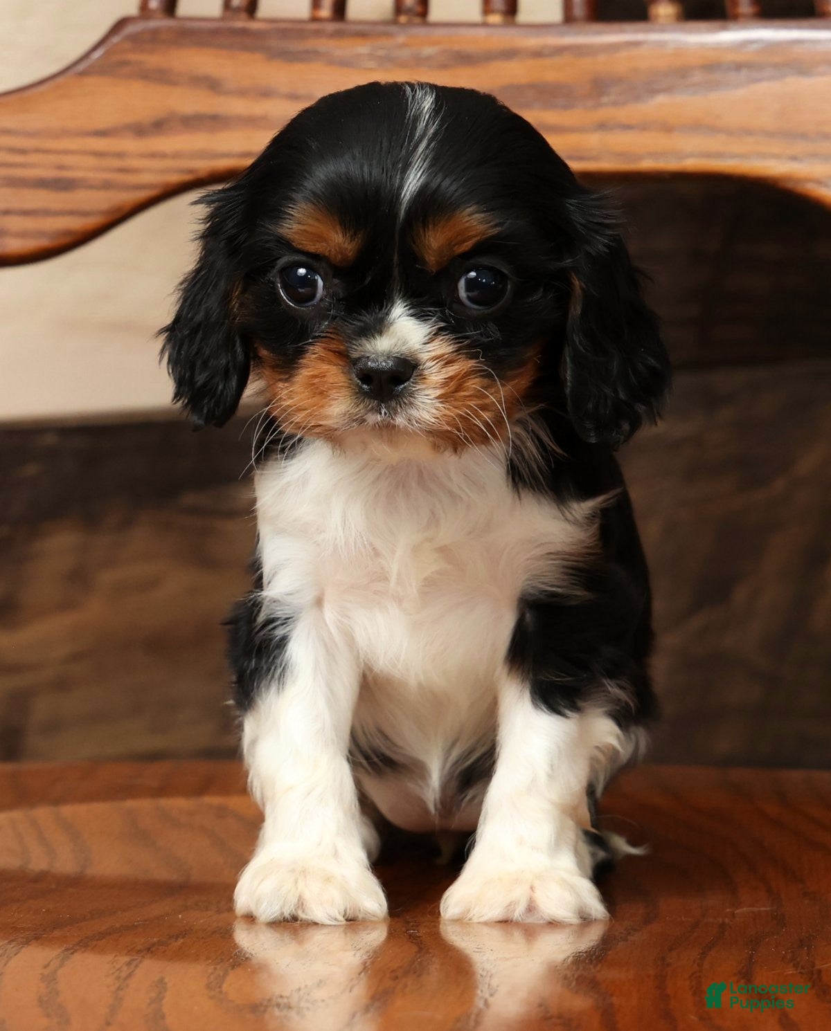 Cavalier King Charles Spaniel dogs Polly - Ad 2