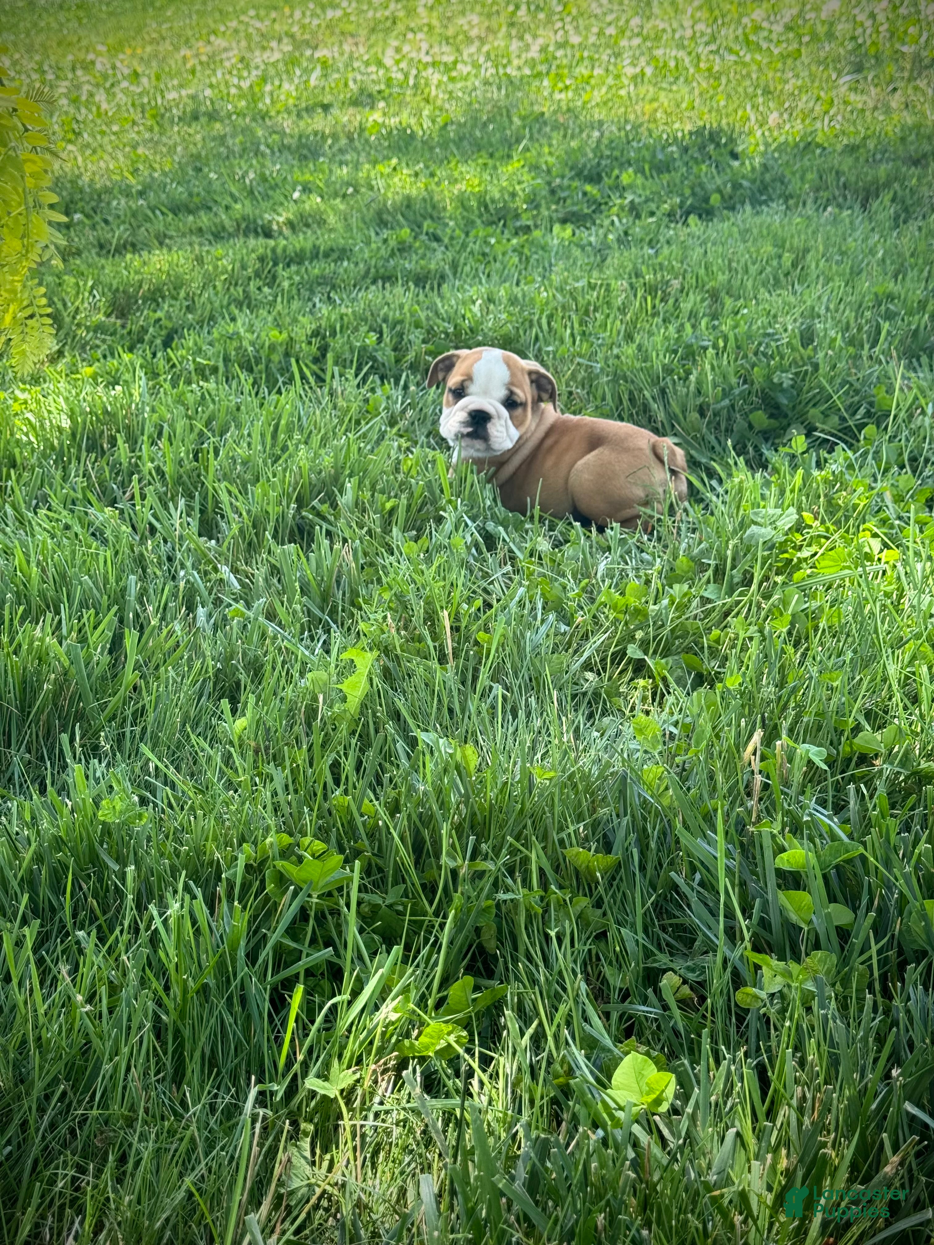English Bulldog dogs Duke - Ad 2