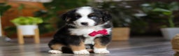 Miniature Australian Shepherd dogs for sale: Dubai - Ad 5