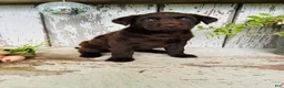 Labrador Retriever dogs for sale: Tia  - Ad 7