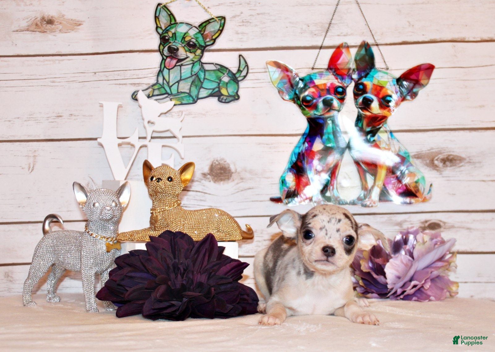 Chihuahua dogs Demi - Ad 1