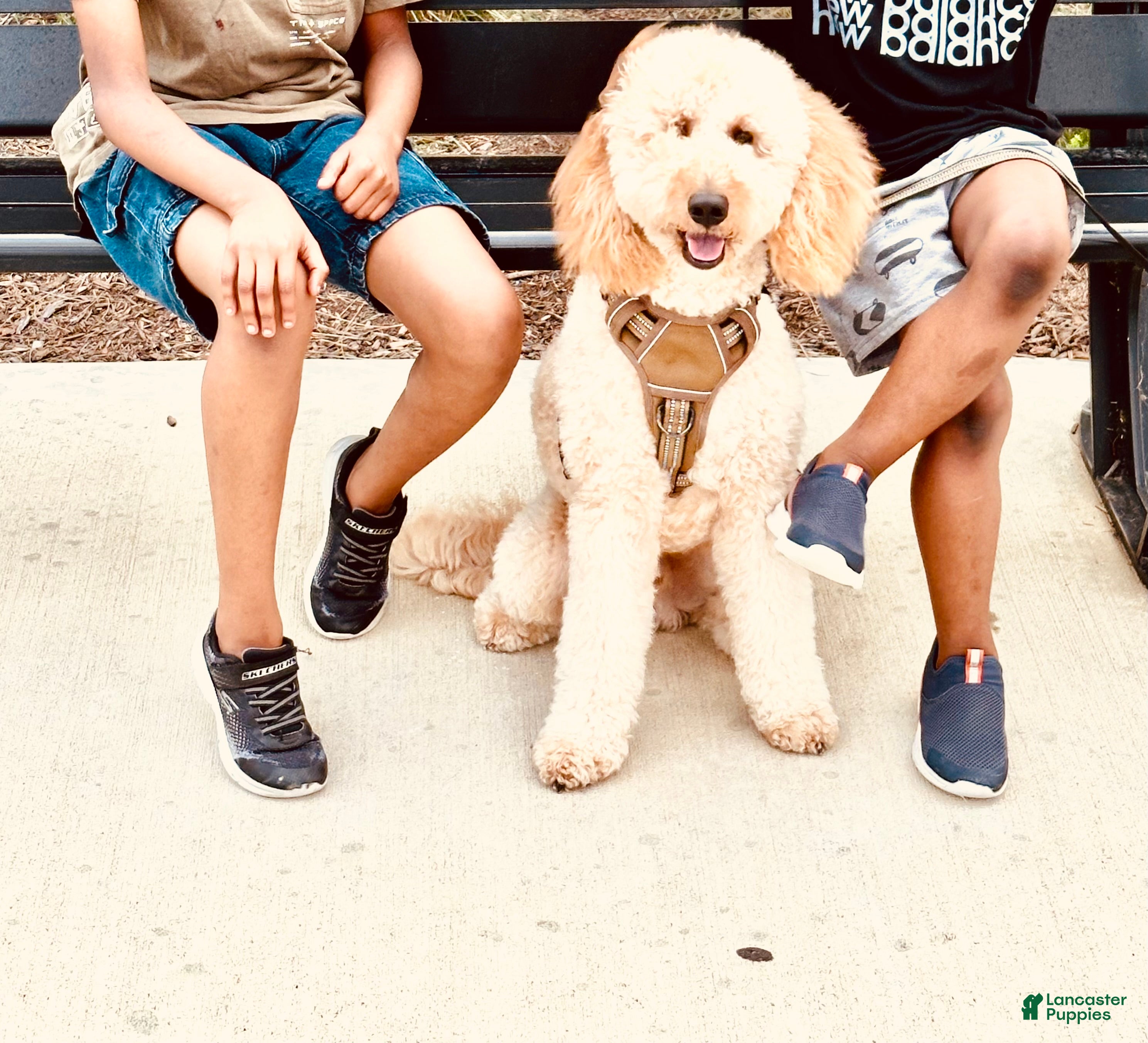 Goldendoodle dogs Teddy - Ad 25
