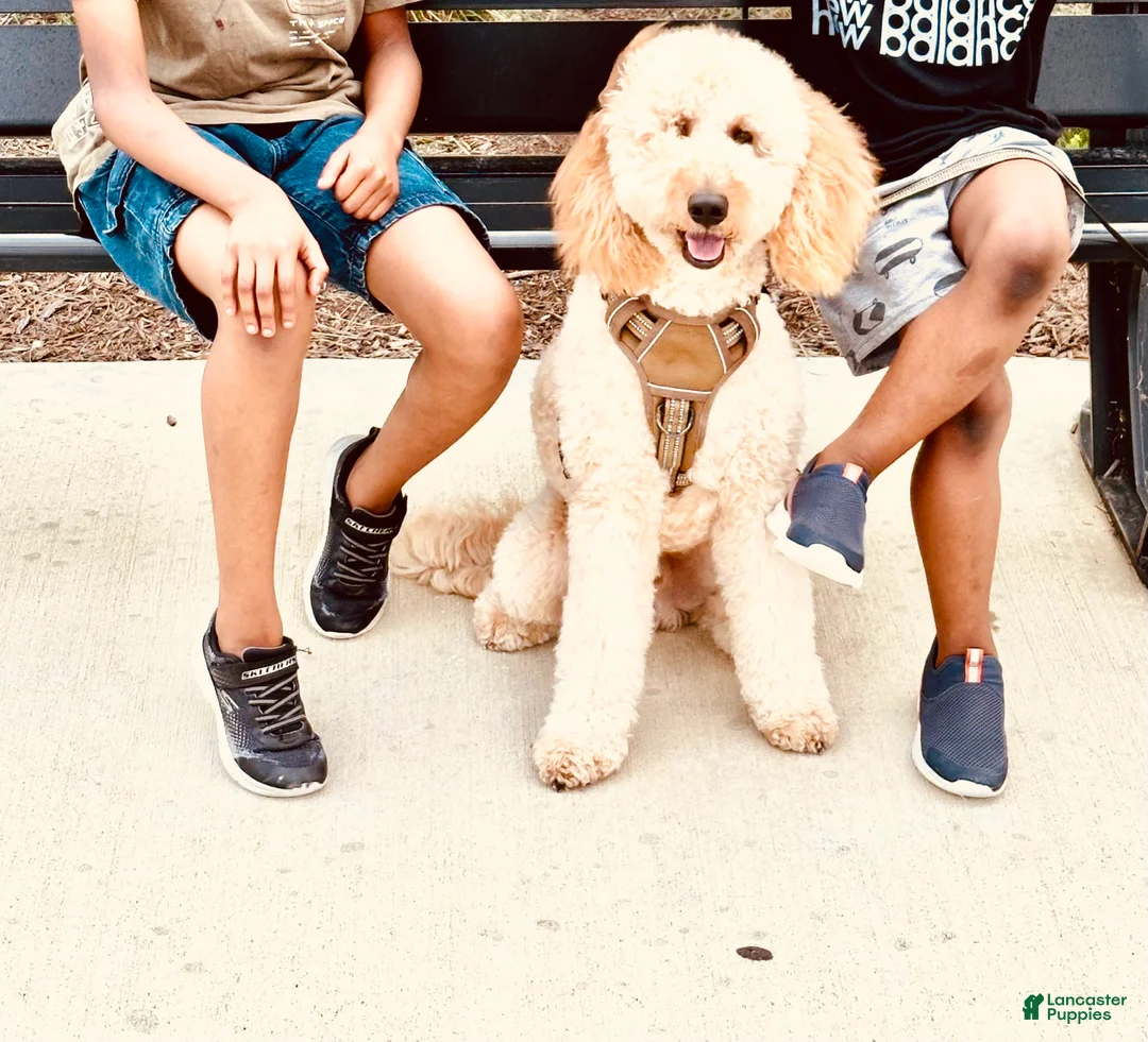 Goldendoodle dogs for sale: Teddy - Ad 1