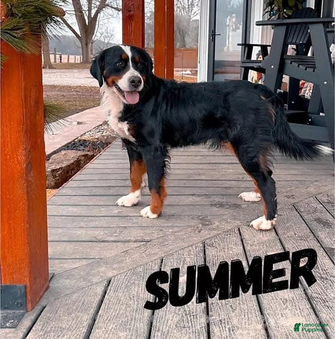 Bernedoodle dogs for sale: Sebastian- Standard F1 - Ad 2