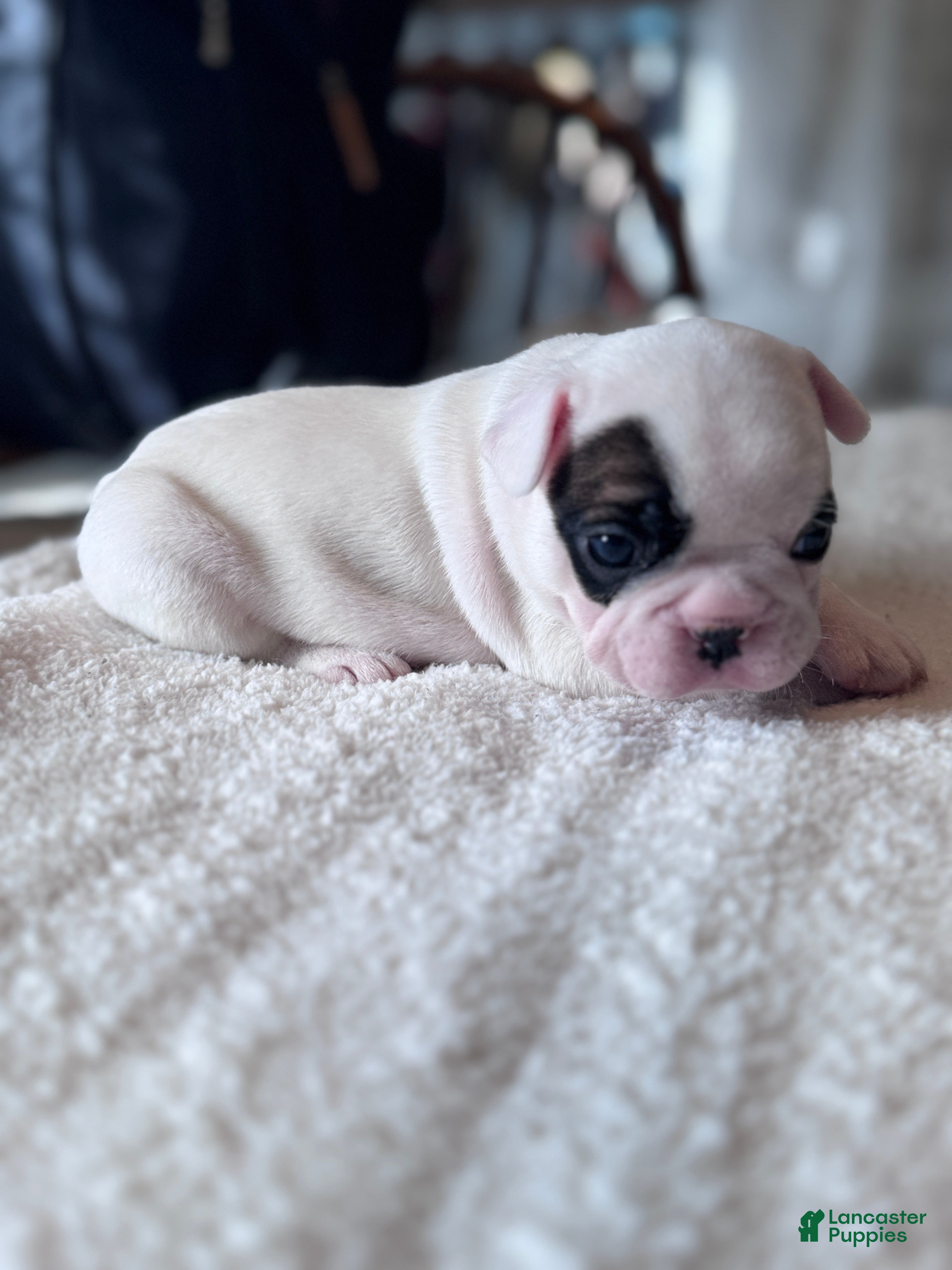 French Bulldog dogs for sale: French Bulldog Puppy 2 - Ad 2
