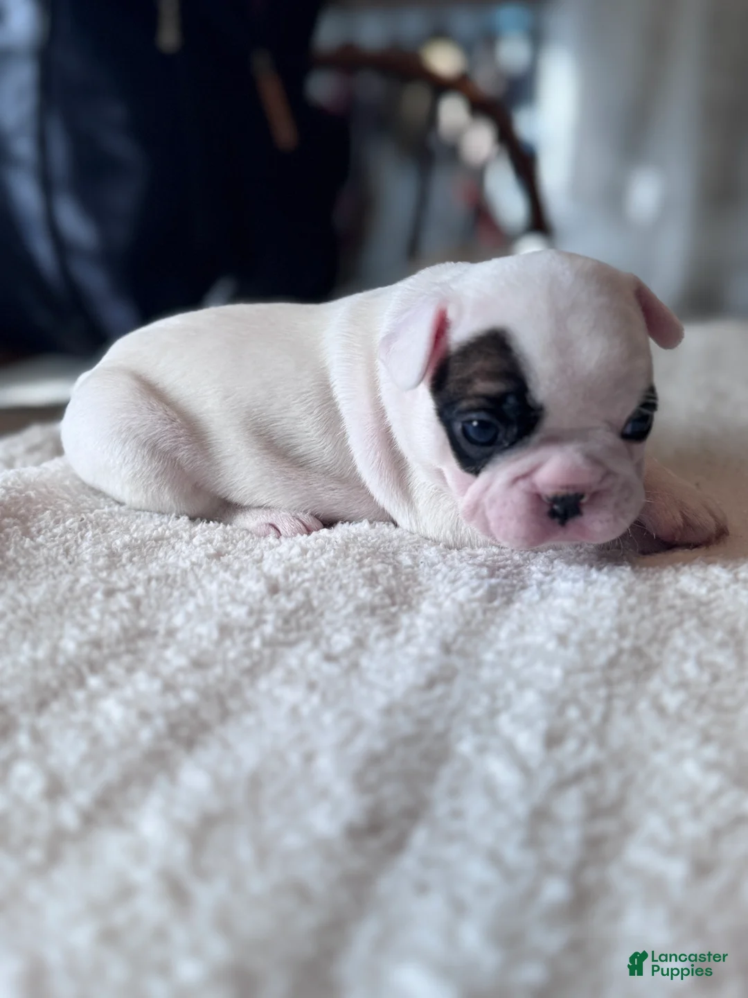 French Bulldog dogs for sale: French Bulldog Puppy 2 - Ad 1