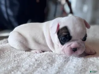 French Bulldog dogs for sale: French Bulldog Puppy 2 - Ad 2