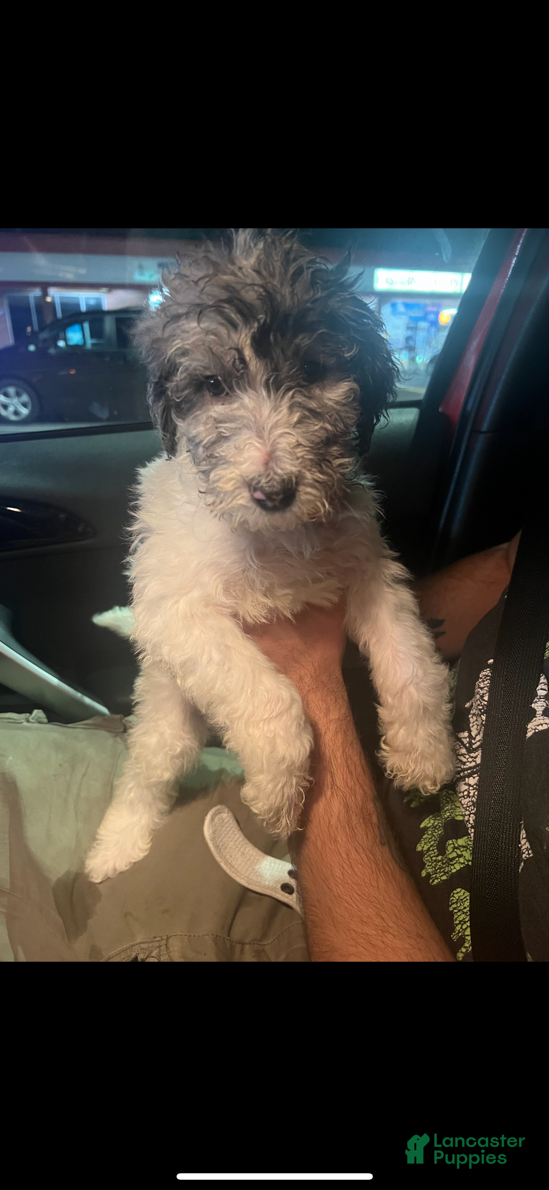 Standard Poodle dogs for sale: Standard Poodle Puppy 8 - Ad 6