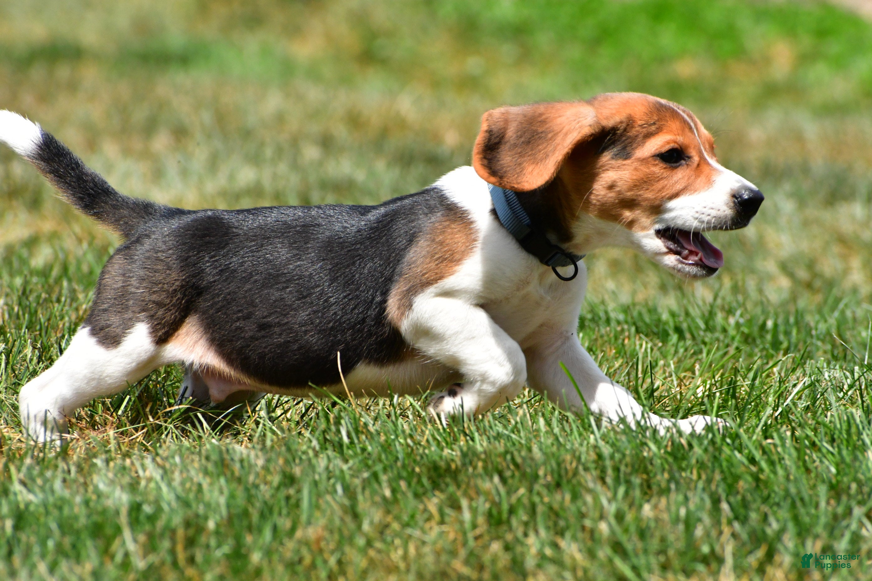 Beagle dogs Sammy - Ad 2