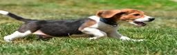 Beagle dogs for sale: Sammy - Ad 2