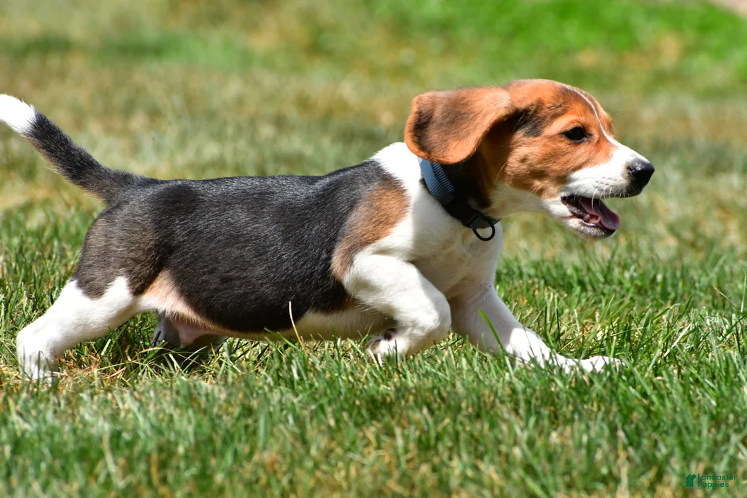 Beagle dogs for sale: Sammy - Ad 2