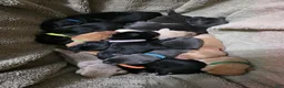 Labrador Retriever dogs for sale: Nala - Ad 17