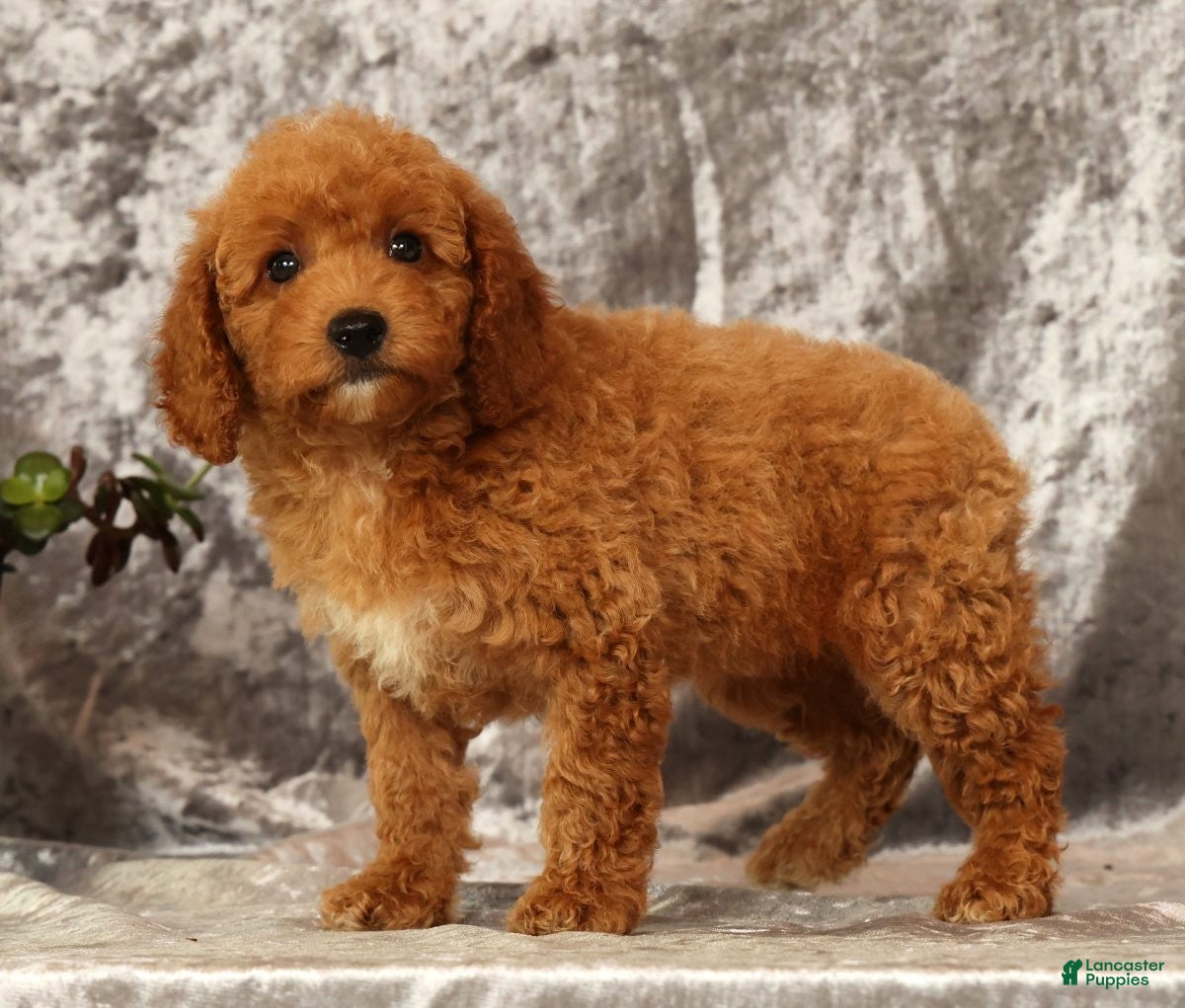 Mini Goldendoodle dogs Tori - Ad 2
