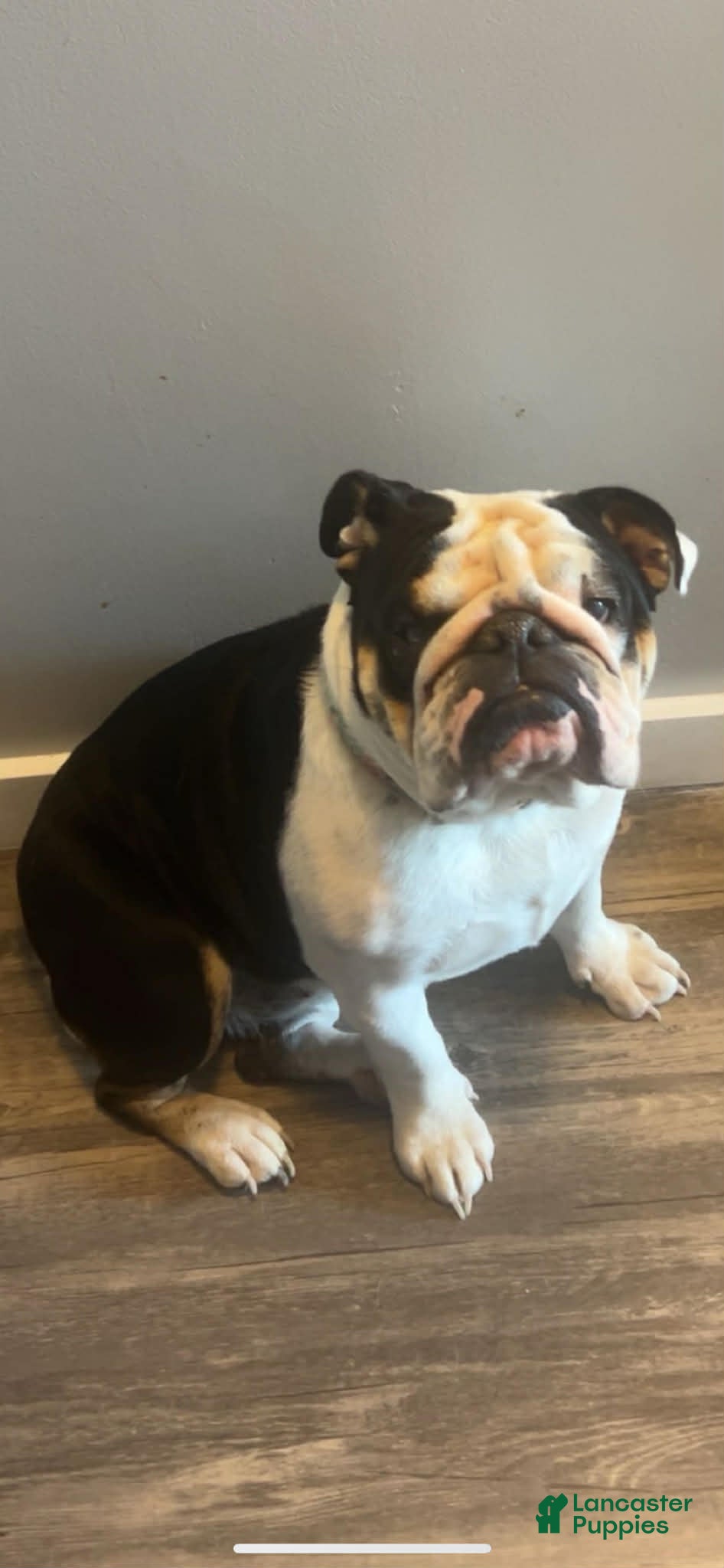 English Bulldog dogs English Bulldog Puppy 2 - Ad 2