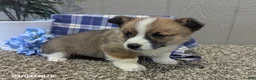 Welsh Corgi Pembroke dogs for sale: Rocket - Ad 2