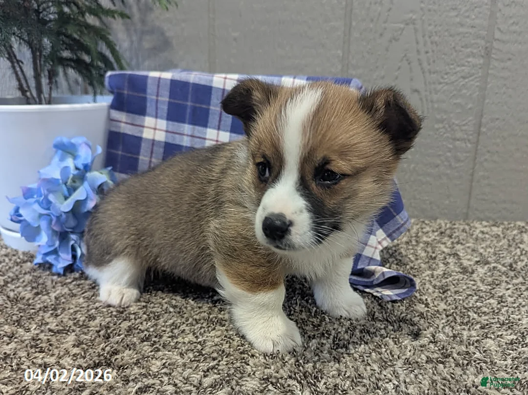 Welsh Corgi Pembroke dogs for sale: Rocket - Ad 2