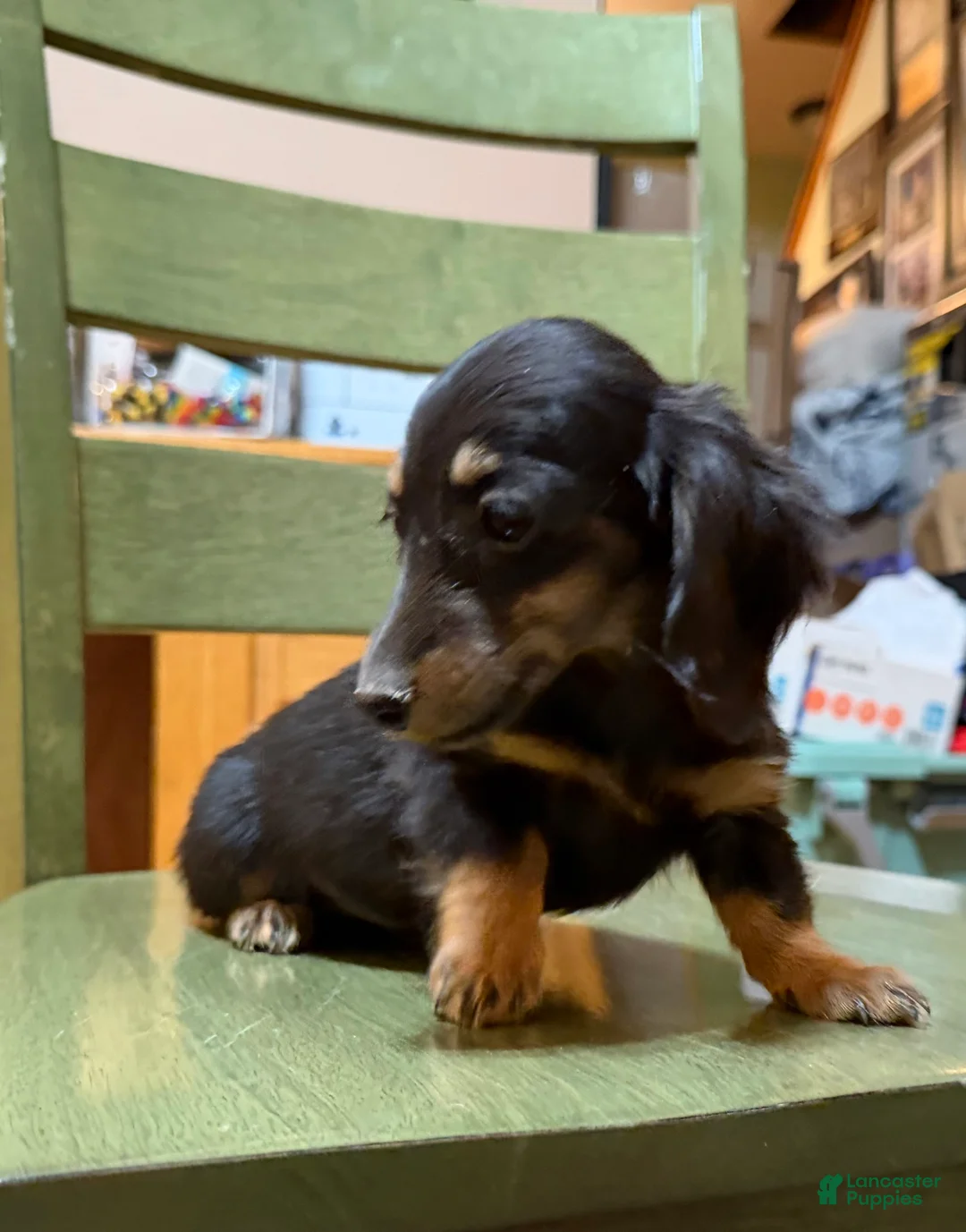 Miniature Dachshund dogs for sale: AKC Russian pra clear - Ad 7