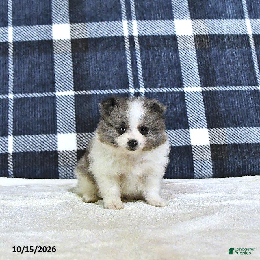 Pomeranian dogs Jasper - Ad 1