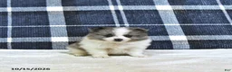 Pomeranian dogs for sale: Jasper - Ad 1