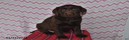 Labrador Retriever dogs for sale: Tess - Ad 2
