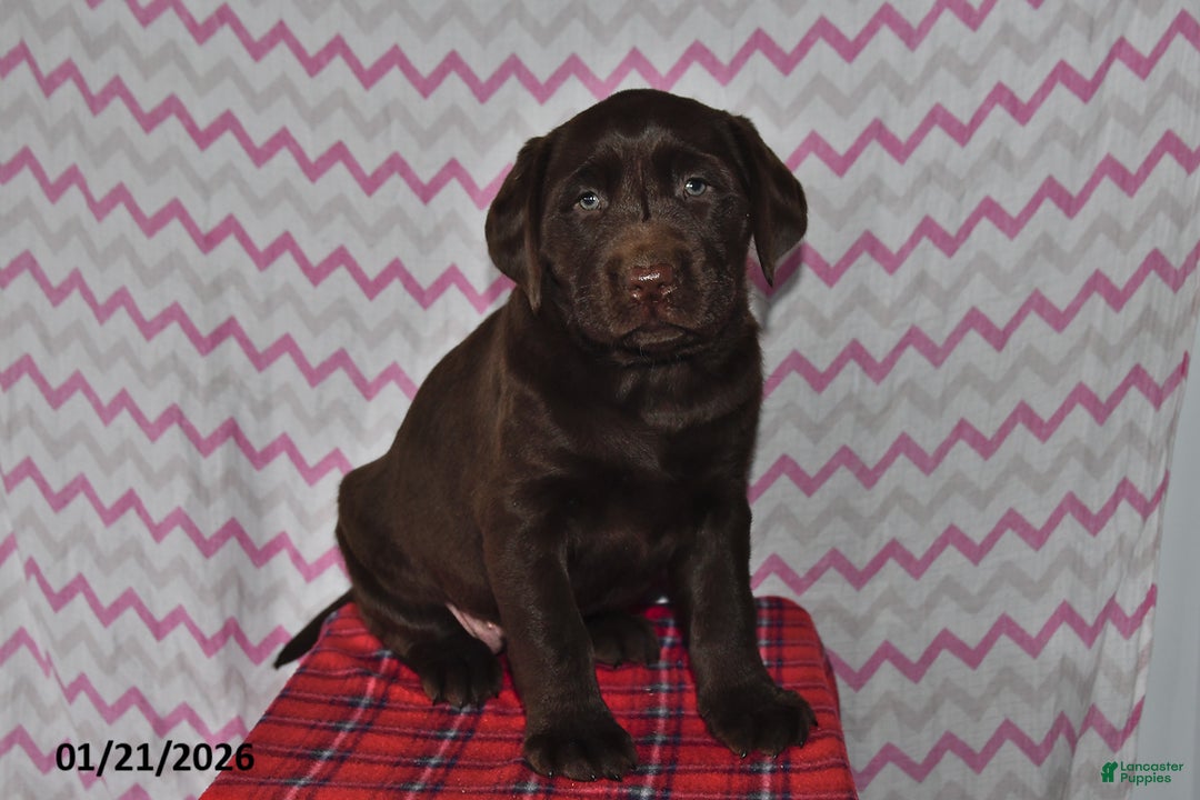 Labrador Retriever dogs for sale: Tess - Ad 2