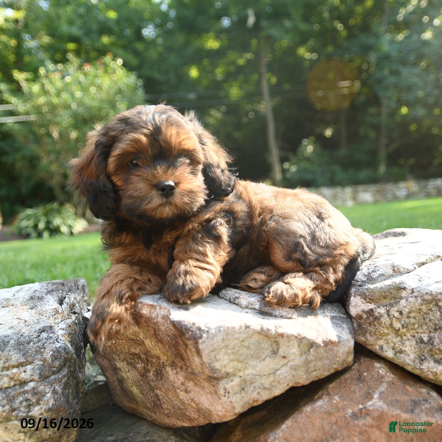 Shihpoo dogs Axle - Ad 2