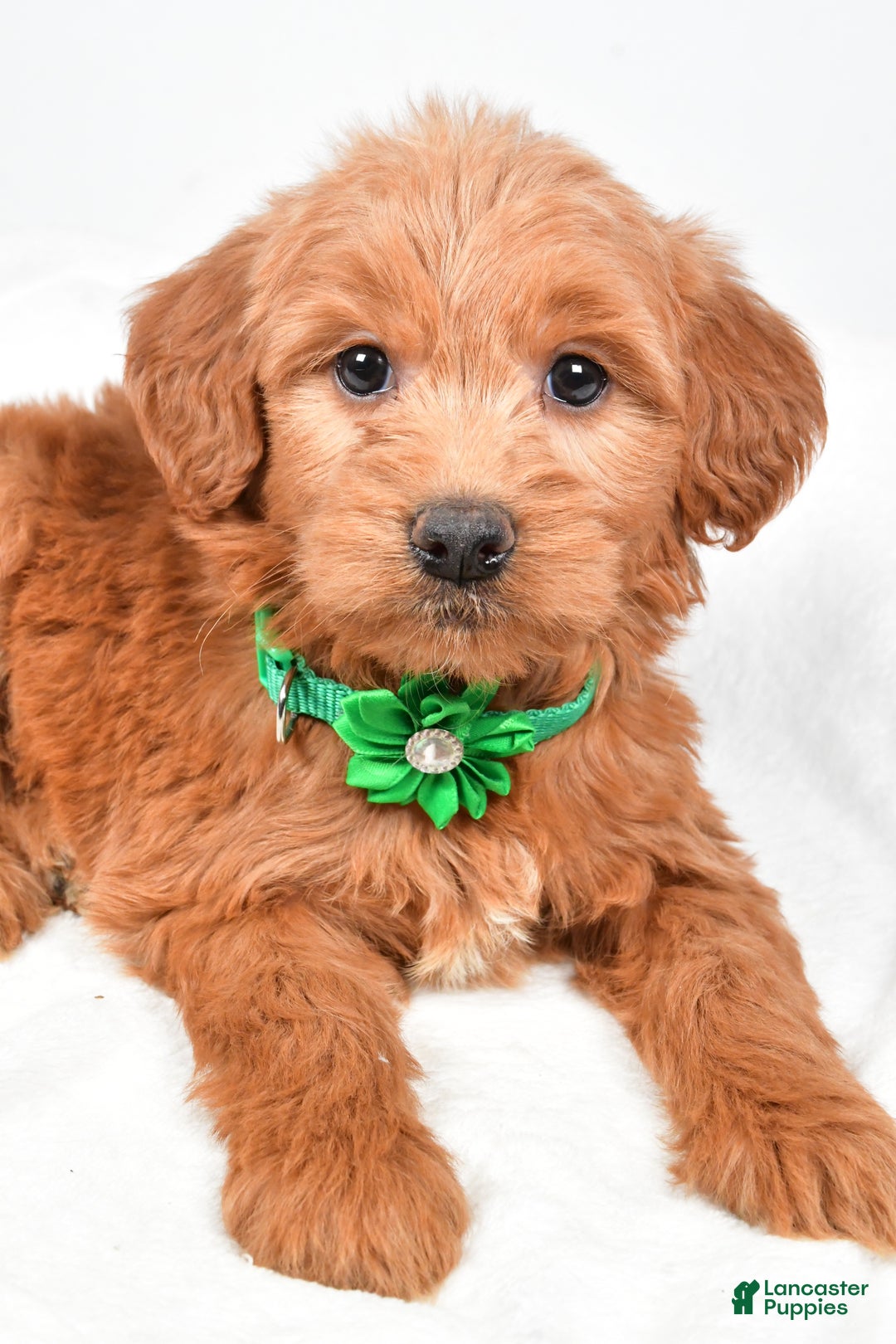 Mini Goldendoodle dogs for sale: Beth - Ad 2