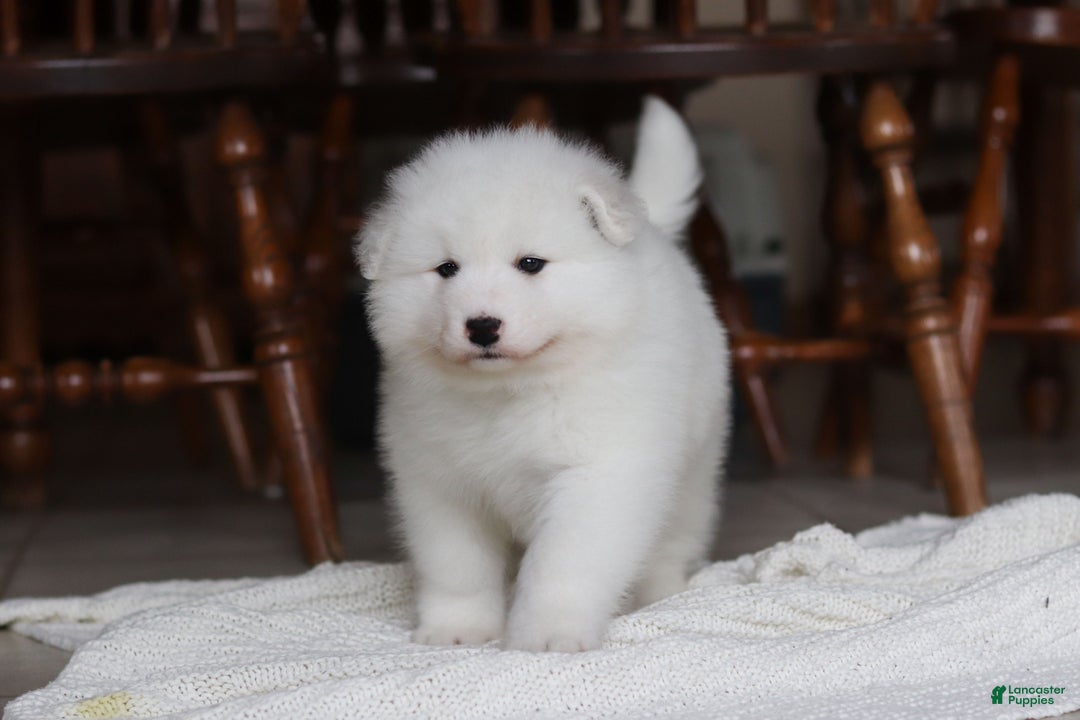 Samoyed dogs for sale: Rocky - Ad 10