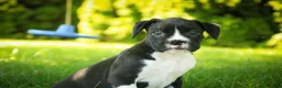 Boxer dogs for sale: Leo - Ad 5