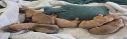 Rhodesian Ridgeback dogs for sale: Lucy - Ad 9