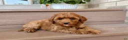 Cockapoo dogs for stud: Cockapoo 4 puppies - Ad 20