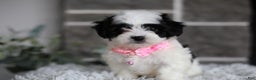 Maltipoo dogs for sale: Bonnie - Ad 3
