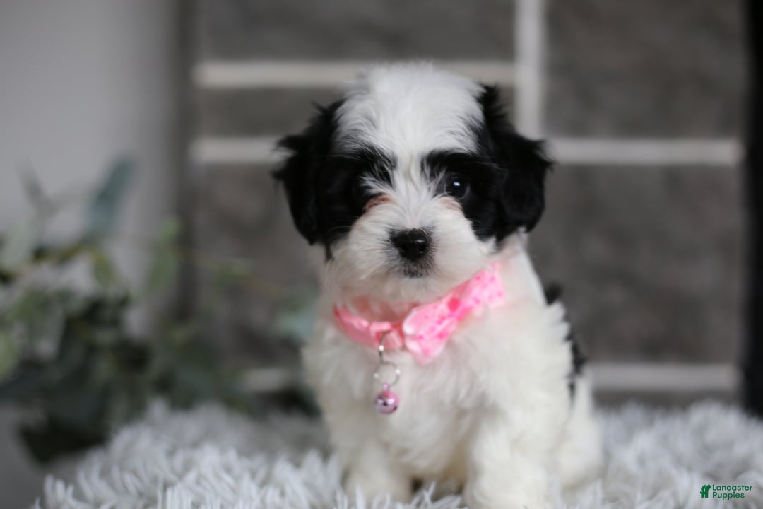 Maltipoo dogs for sale: Bonnie - Ad 3
