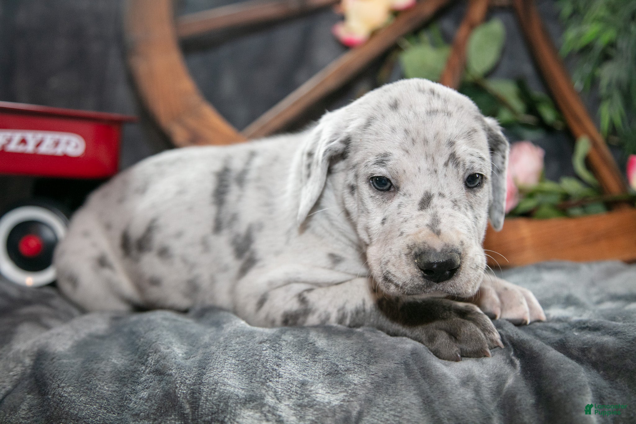 Great Dane dogs Misty - Ad 2