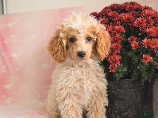 Toy Poodle dogs - Ad 5