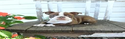 Boston Terrier dogs for sale: Bambi - Ad 5